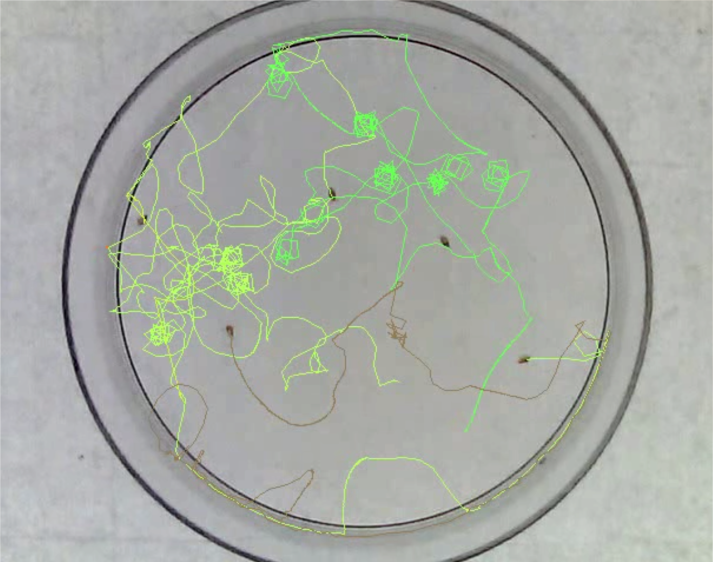 Daphnia Toxicity Modelling